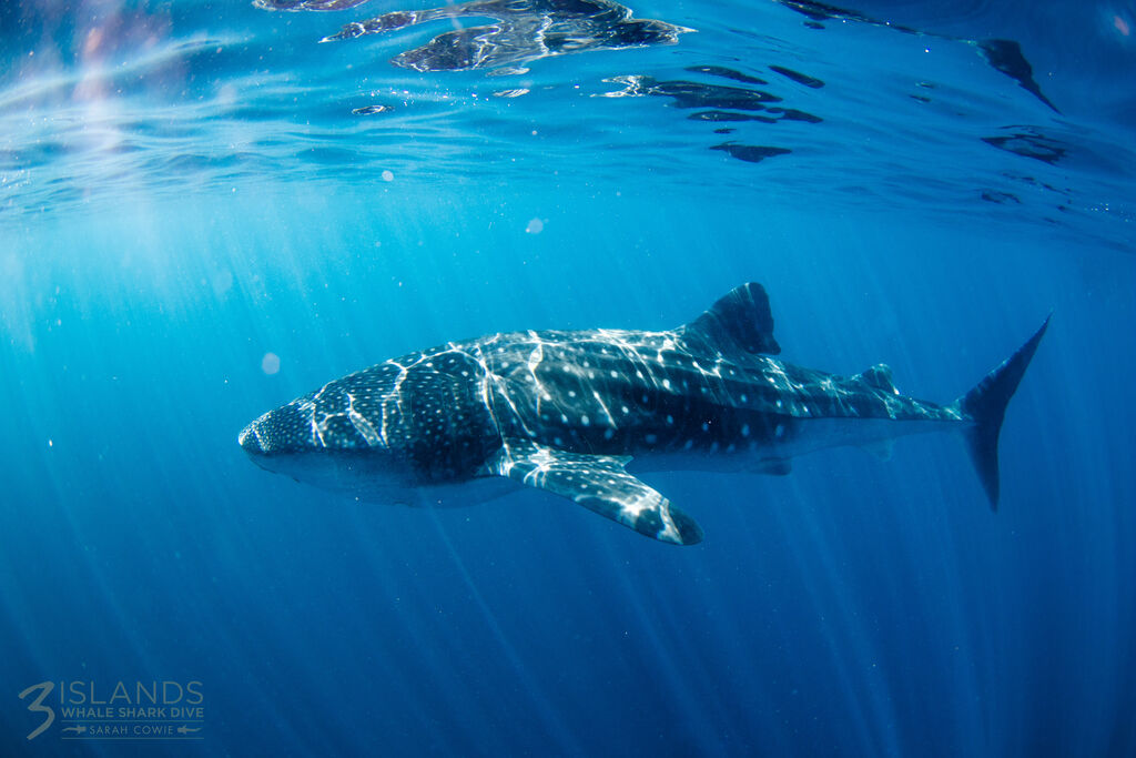 e4e4ea33-79cd-4258-9249-3bf0e41f04ab