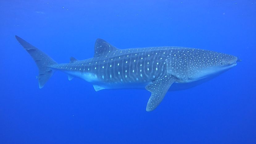 7a67d0da-0ac3-47db-9e42-c0175f14d17b