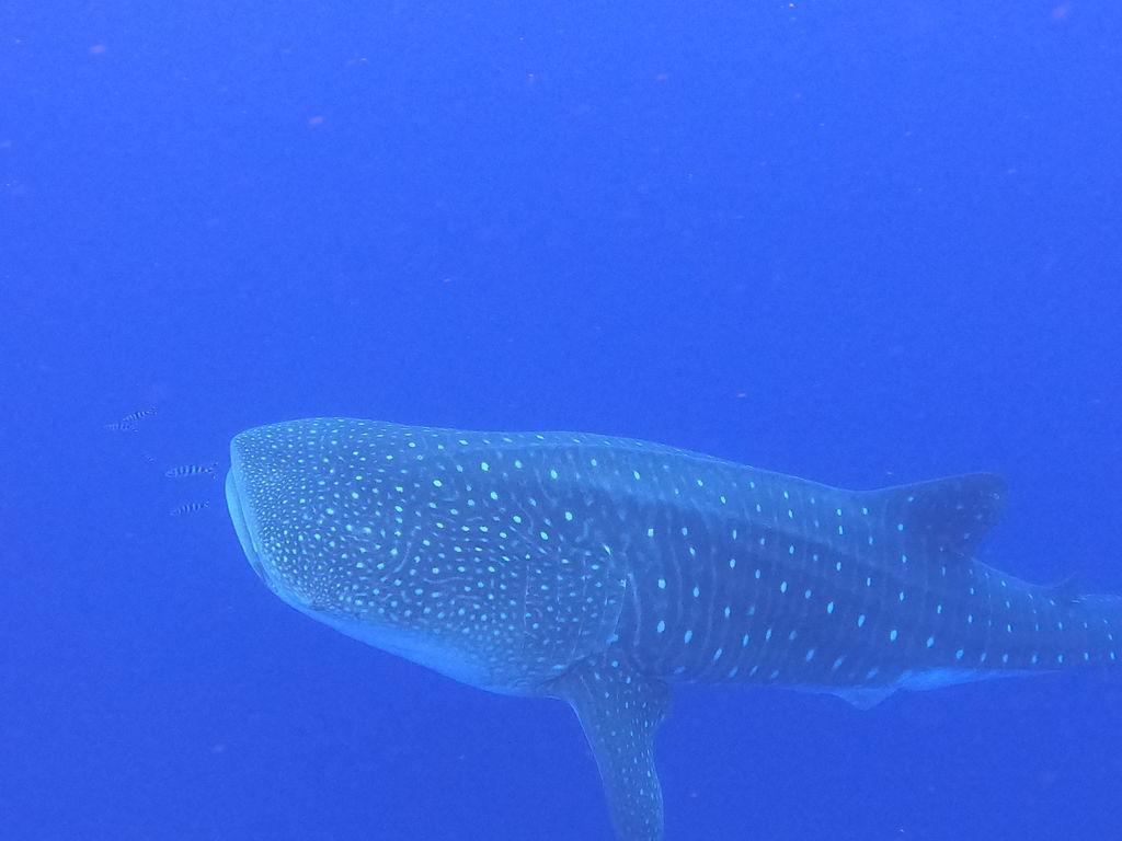 7a67d0da-0ac3-47db-9e42-c0175f14d17b