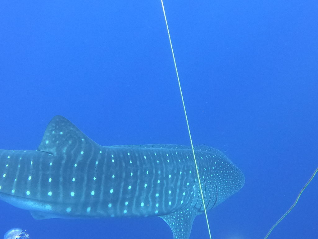 7a67d0da-0ac3-47db-9e42-c0175f14d17b