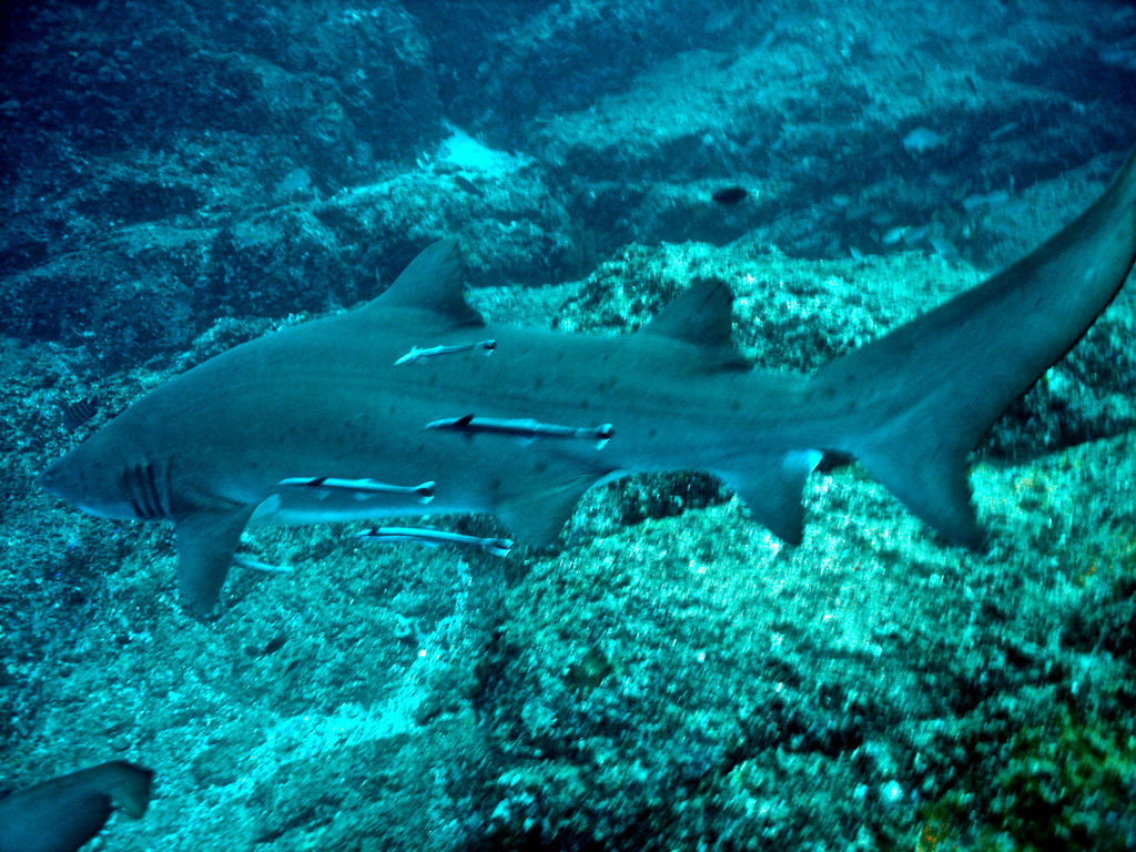 9ab3d923-8850-492f-8f44-df73f40f72cc