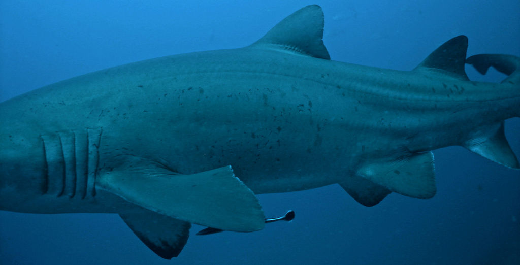 85e6990d-3288-461d-9f72-aff44c97d278