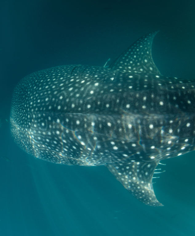 82618325-9da1-42fe-9ba0-95425294f4b5