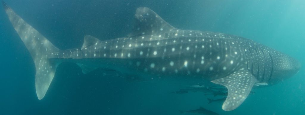 82618325-9da1-42fe-9ba0-95425294f4b5