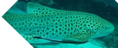 452985c5-9022-4ef5-8a54-e2915c938f73