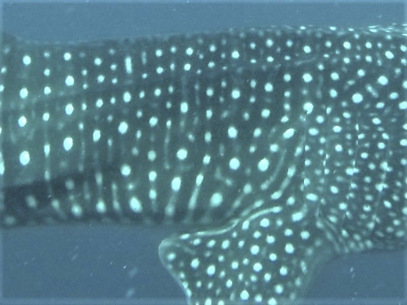 d8a94ae9-fb38-49be-9efb-bb8d69c3191a