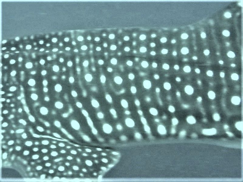 d8a94ae9-fb38-49be-9efb-bb8d69c3191a