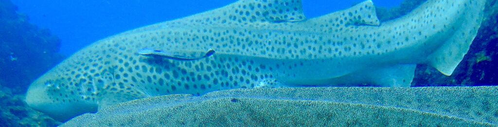 e3f01a09-dfda-456a-a2ce-b2405fe9bdc7