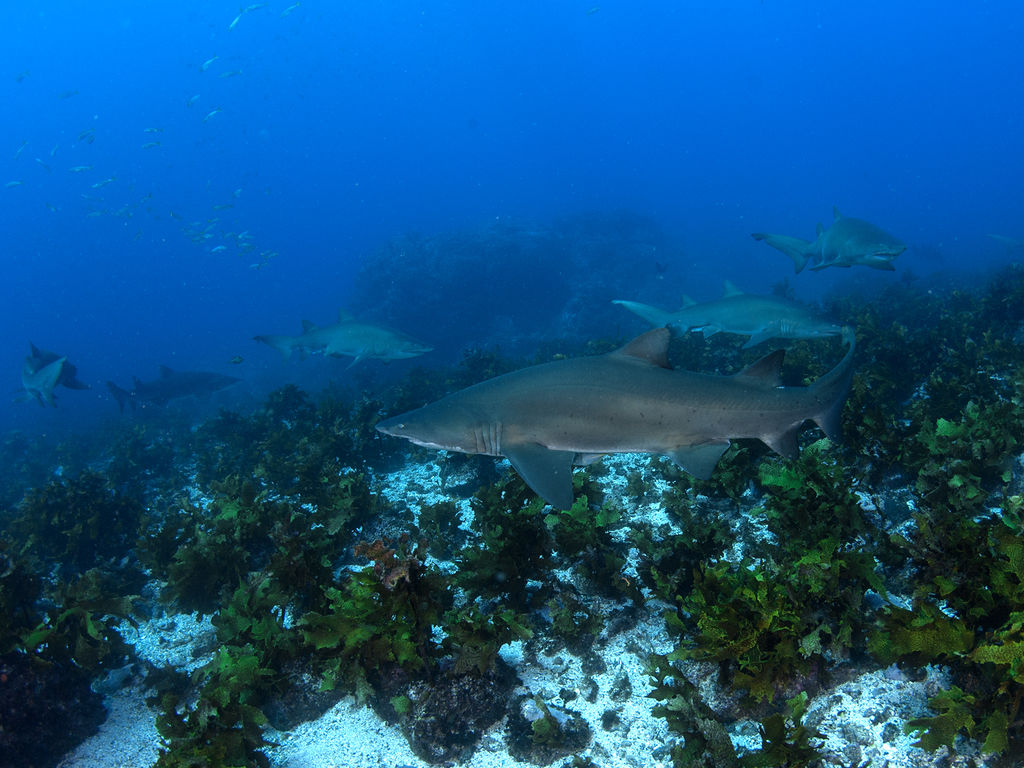 57c55f30-82e9-4221-8500-388b15941a76