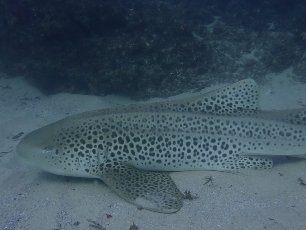 e1149b78-10ec-429a-8046-12462ec225fc