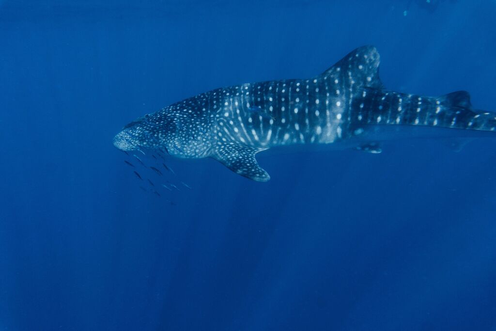 b0cb685e-aa9c-4666-ae64-bb85d167e80f