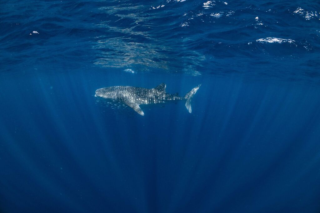 291a2b5c-9779-4626-aa8b-99f72f165546