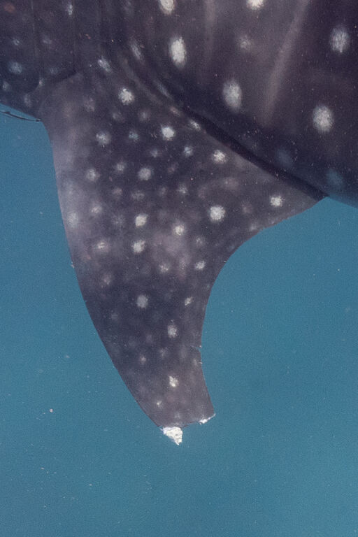 996e4566-6d36-46d3-8d33-11429795421d