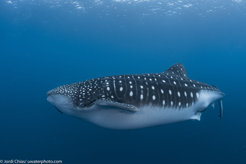 50b5f3fe-b106-426f-8d20-1ee27f8e0928