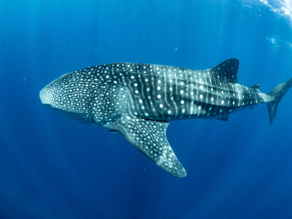 5277c851-296b-4aec-9b01-17c598a509b0