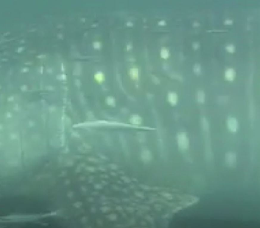 8dac946e-52c9-4268-8e7a-10a00390bee3