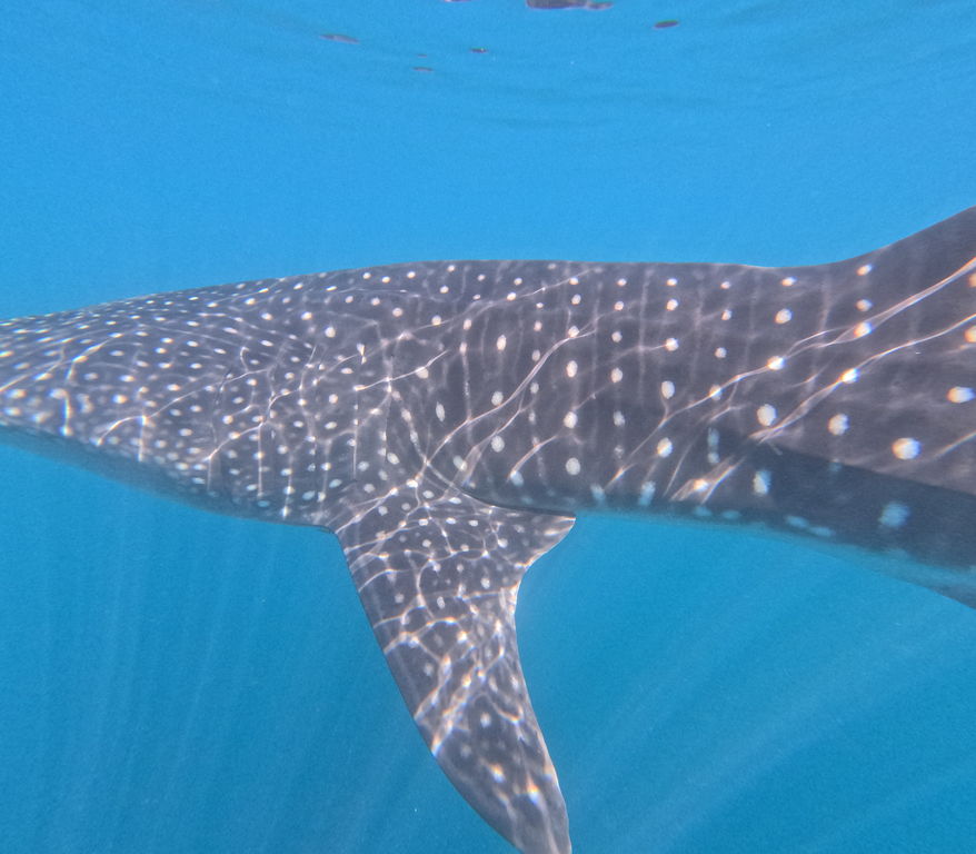 9663b01e-8ab0-4378-a971-abc3237f07cd