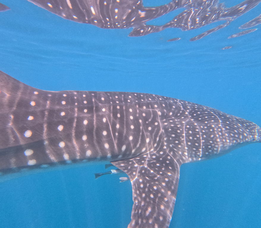 9663b01e-8ab0-4378-a971-abc3237f07cd