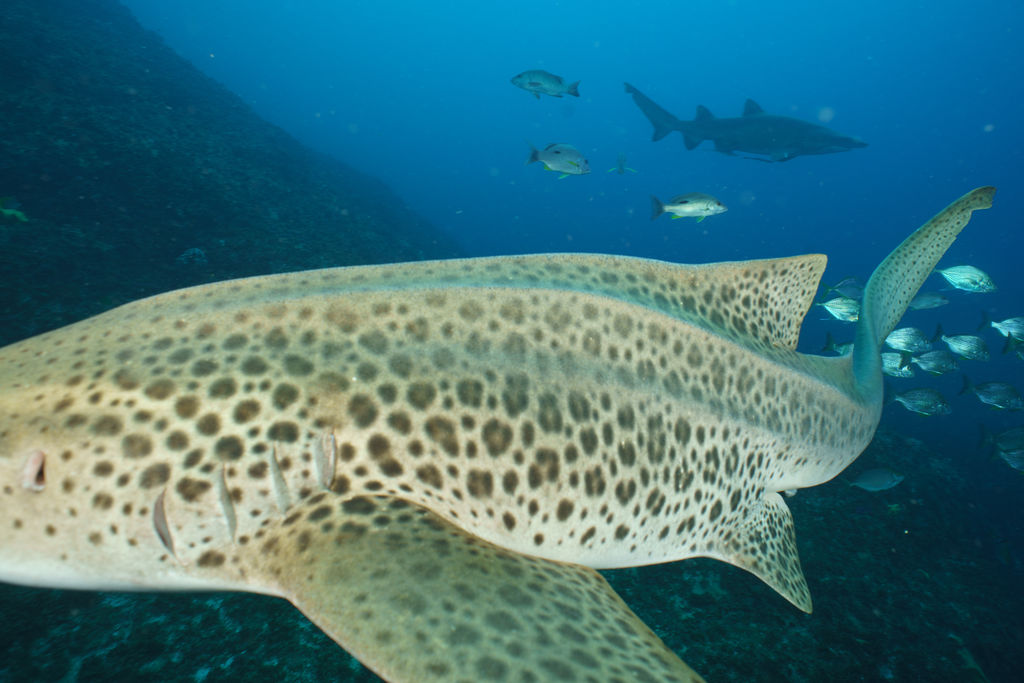 6a84de1c-8055-432d-a090-160b432b54a8