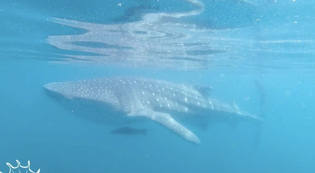 6047eca8-914f-41ec-b0a3-0dee6bdf2c4e