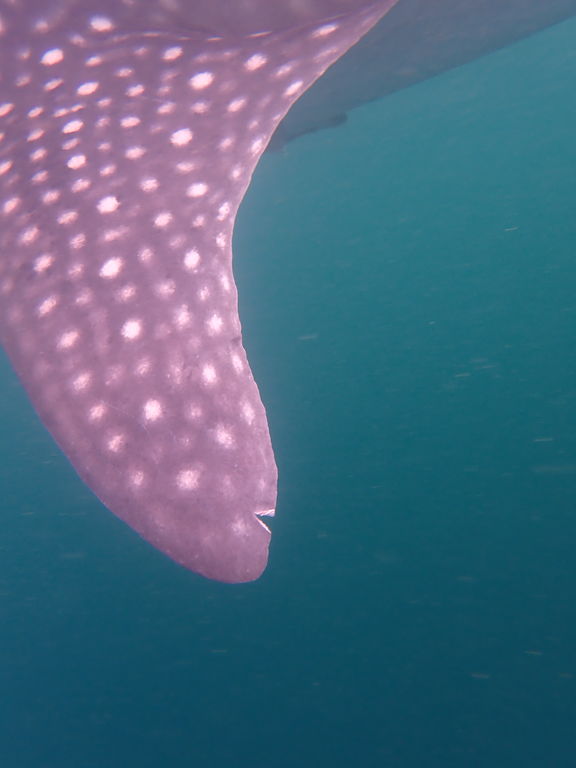 e7b6b02d-97e8-4a98-baa8-ef1b735fb8f2