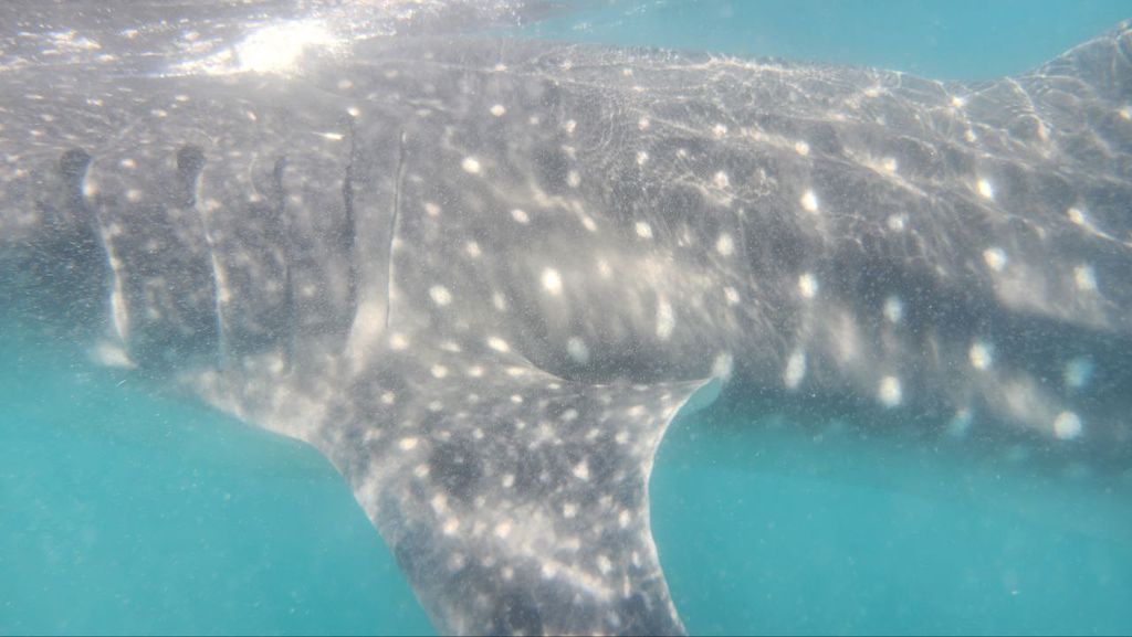 8f80adf6-c39b-4531-bd82-87742597f65d