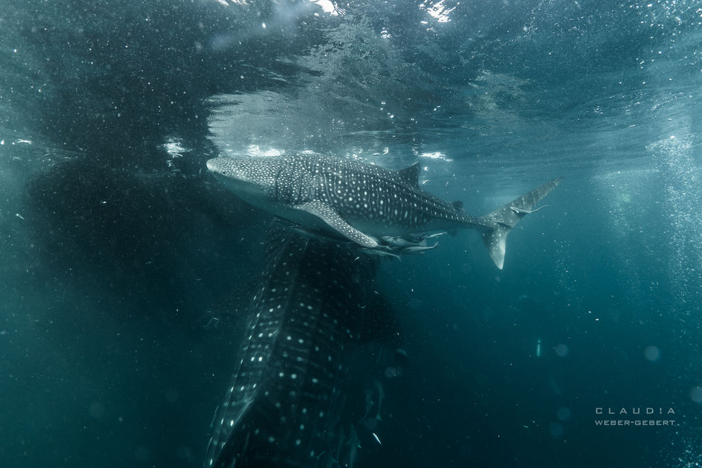 3729bc1b-8b7e-4fc9-a500-107a348b94b1