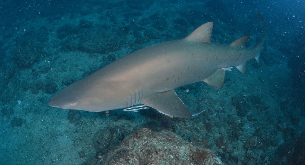 e43f1fd5-f5cb-4c53-8d34-d7b0c1bb8e70