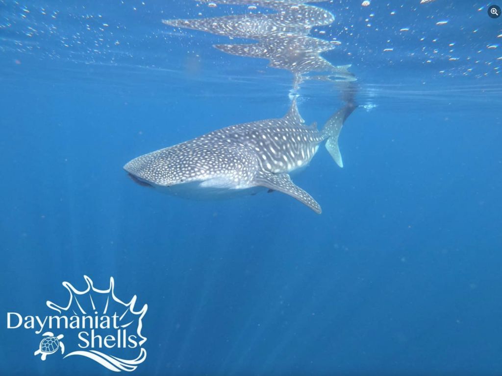 7cf5ec2b-5834-4469-a924-a97dd46913bb