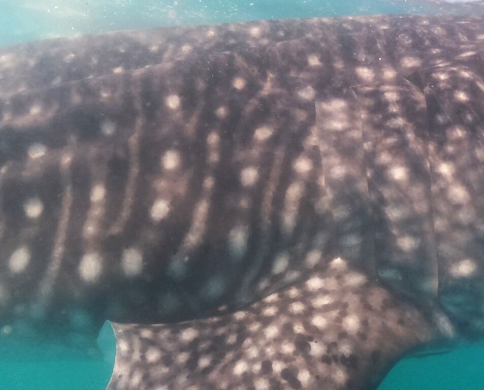 cee208f9-1cd5-4dec-a62c-f809b08fb807