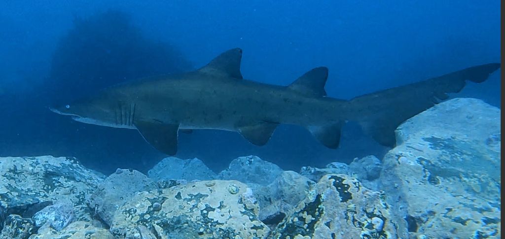 37b99cd5-feae-4bba-844b-584765ff8285