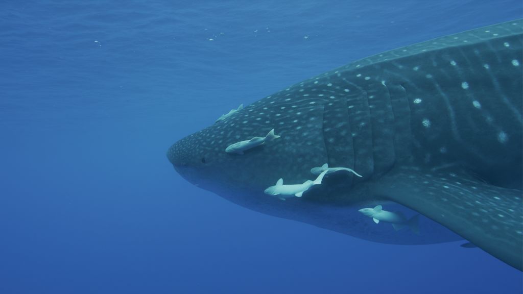 6dea6376-e162-4b8b-9f2c-a555ce2981d0