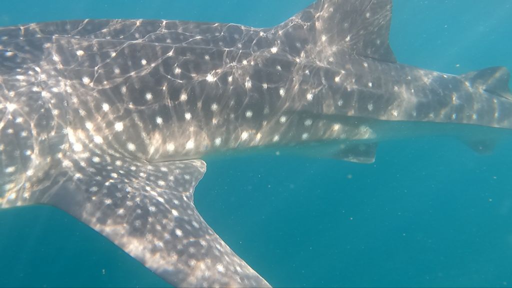 145c6c54-57f6-4fb4-bab6-003301a174af