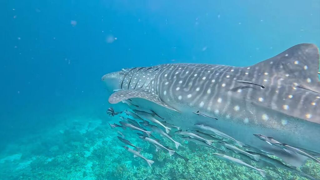 64a5429f-aba8-4fd6-b520-d3d0c4f25261