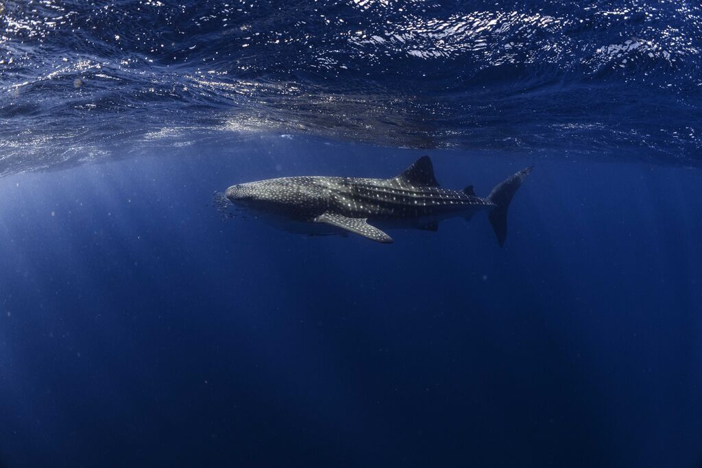 d82aa42f-f737-46c9-8454-a86d1df65ee7