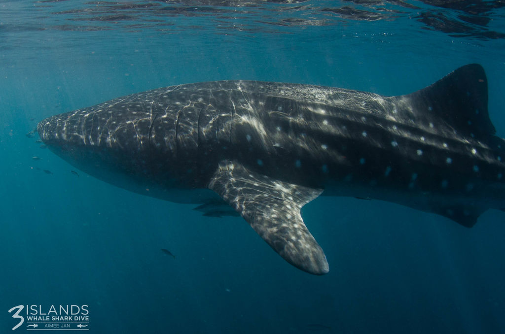 c0506683-4567-43ac-8822-8c1cf2af7c91