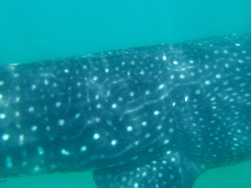 72a974a9-9c5b-42cc-8aed-7b97ff41ea90