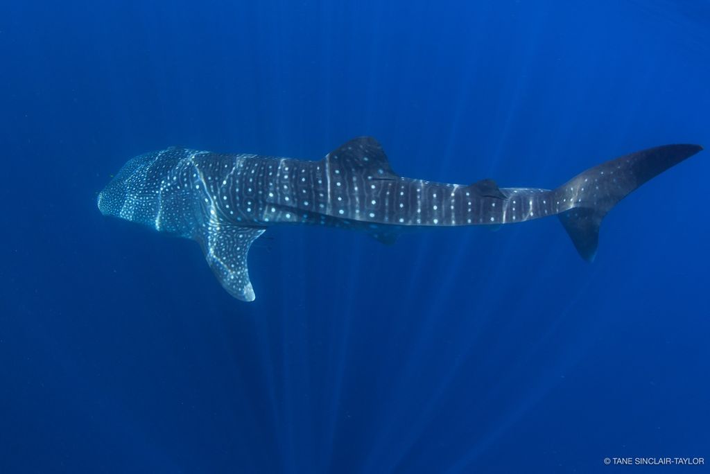 dea42a94-8289-4b71-a1a0-427233374978