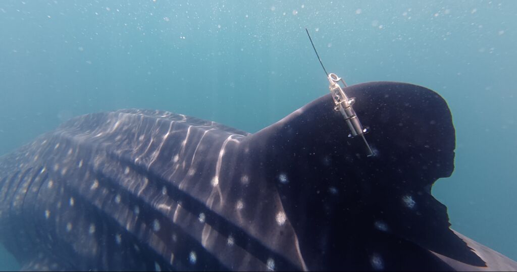 4fd0e6ff-a46e-4604-9324-35b8d902e69f