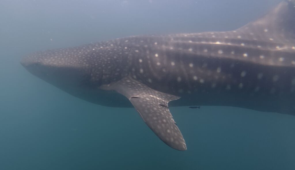 4fd0e6ff-a46e-4604-9324-35b8d902e69f