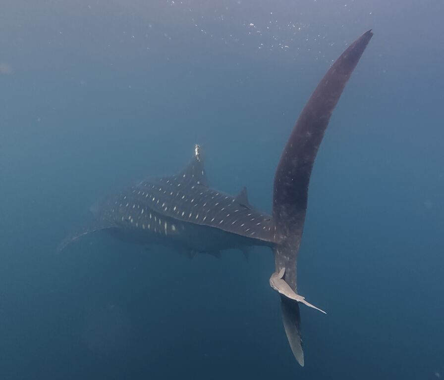 4fd0e6ff-a46e-4604-9324-35b8d902e69f