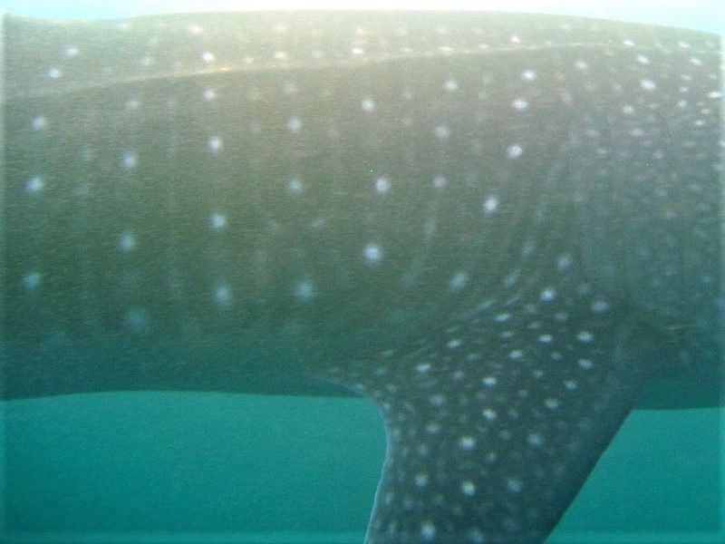 dc930331-c42f-4783-8d48-aab4eec280d4