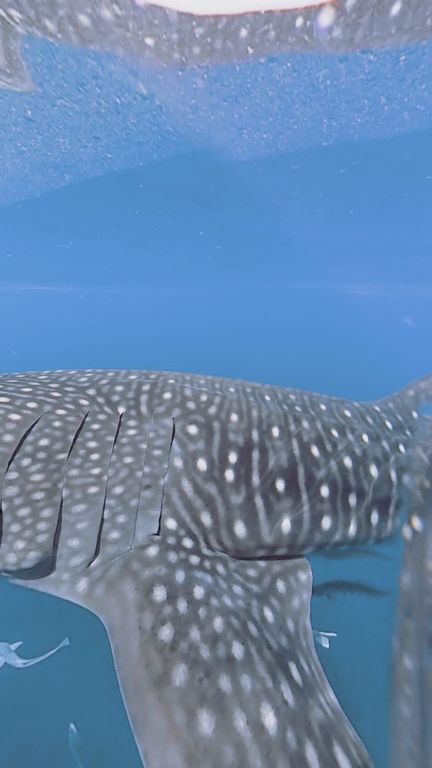 52f8a155-f305-4c02-accd-d4968dc818d6