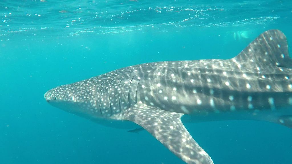 1a03e038-915e-4003-8fd7-1ddafedae0fe