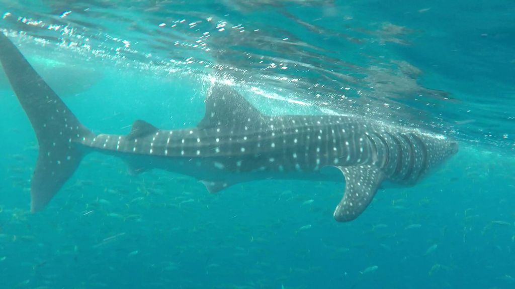 1a03e038-915e-4003-8fd7-1ddafedae0fe