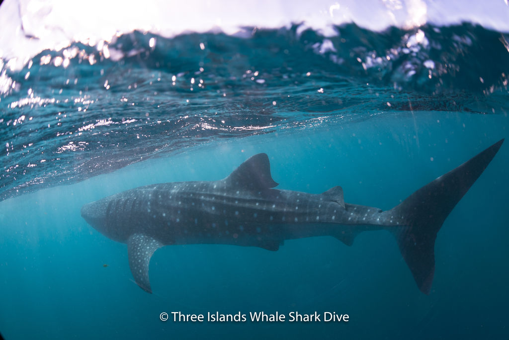 3e749d28-9976-4110-9cc4-5b325b2e8f85