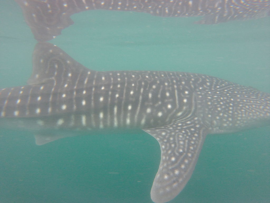 695683d0-6a44-43bd-86ff-bbedcb41da88