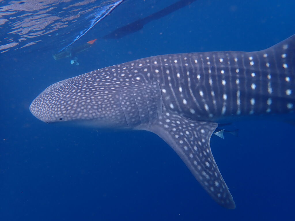 c5f8ca88-790a-4786-8d55-c6399765f693