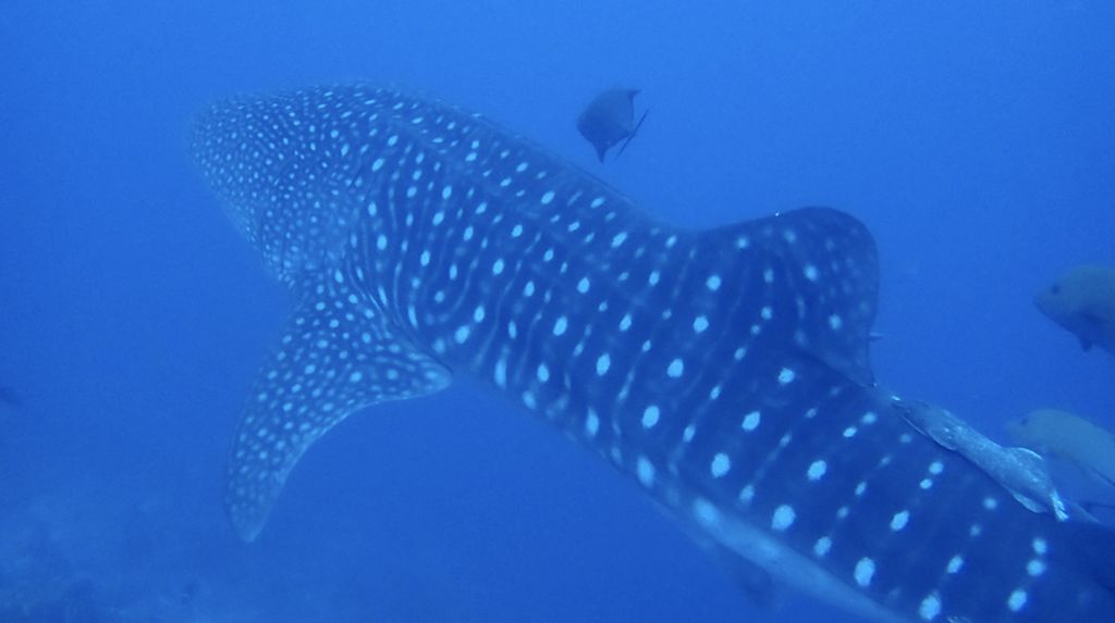 30e7d01a-b17a-40fc-ac9b-ee5a116cd9c0