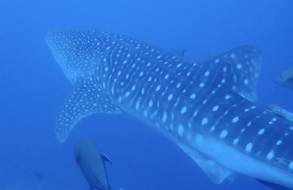 30e7d01a-b17a-40fc-ac9b-ee5a116cd9c0